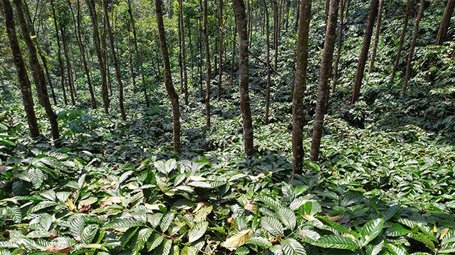 Trees providing shade to coffee plants