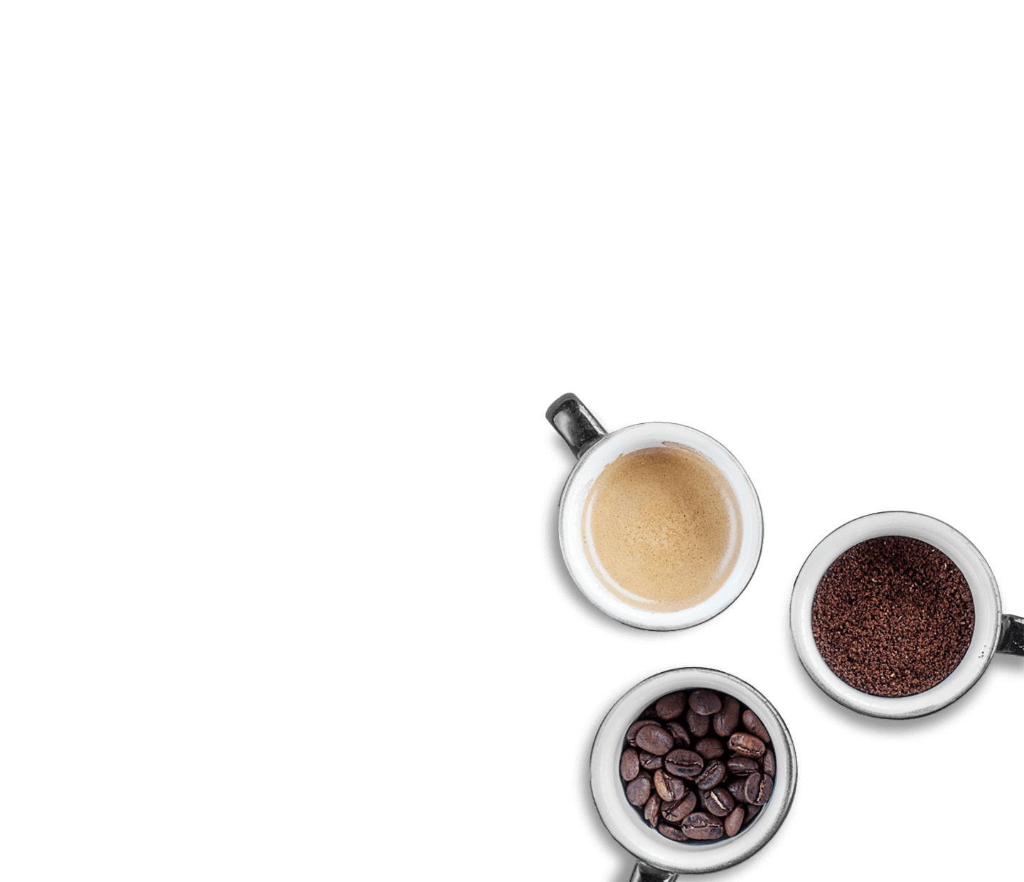 La caféine, du grain à la tasse ! – La Maison Smith