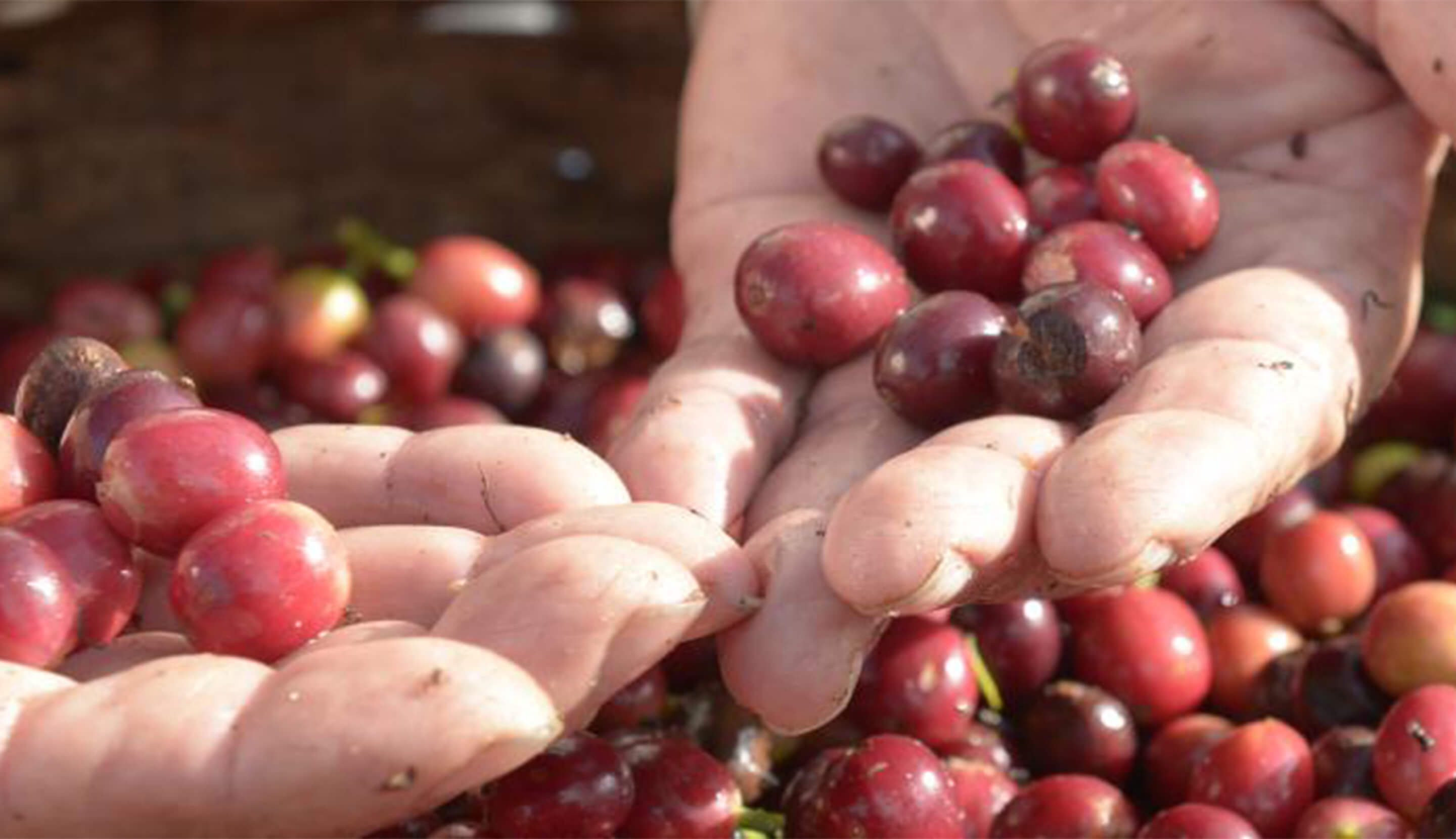 Cómo reconocemos un café de calidad