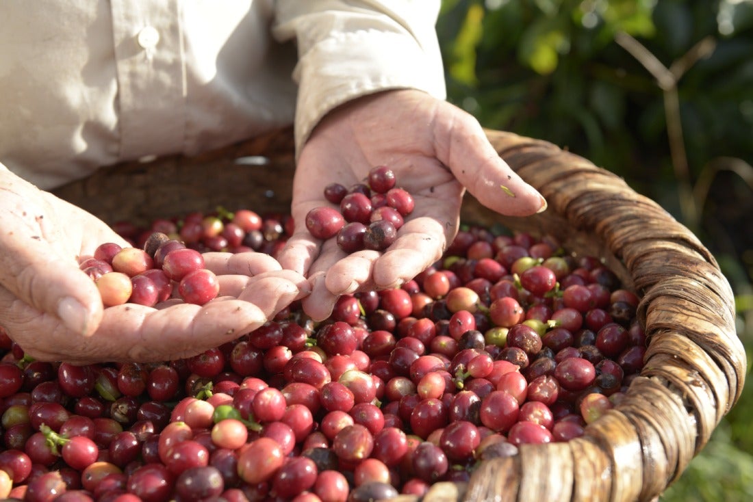 Selección de café