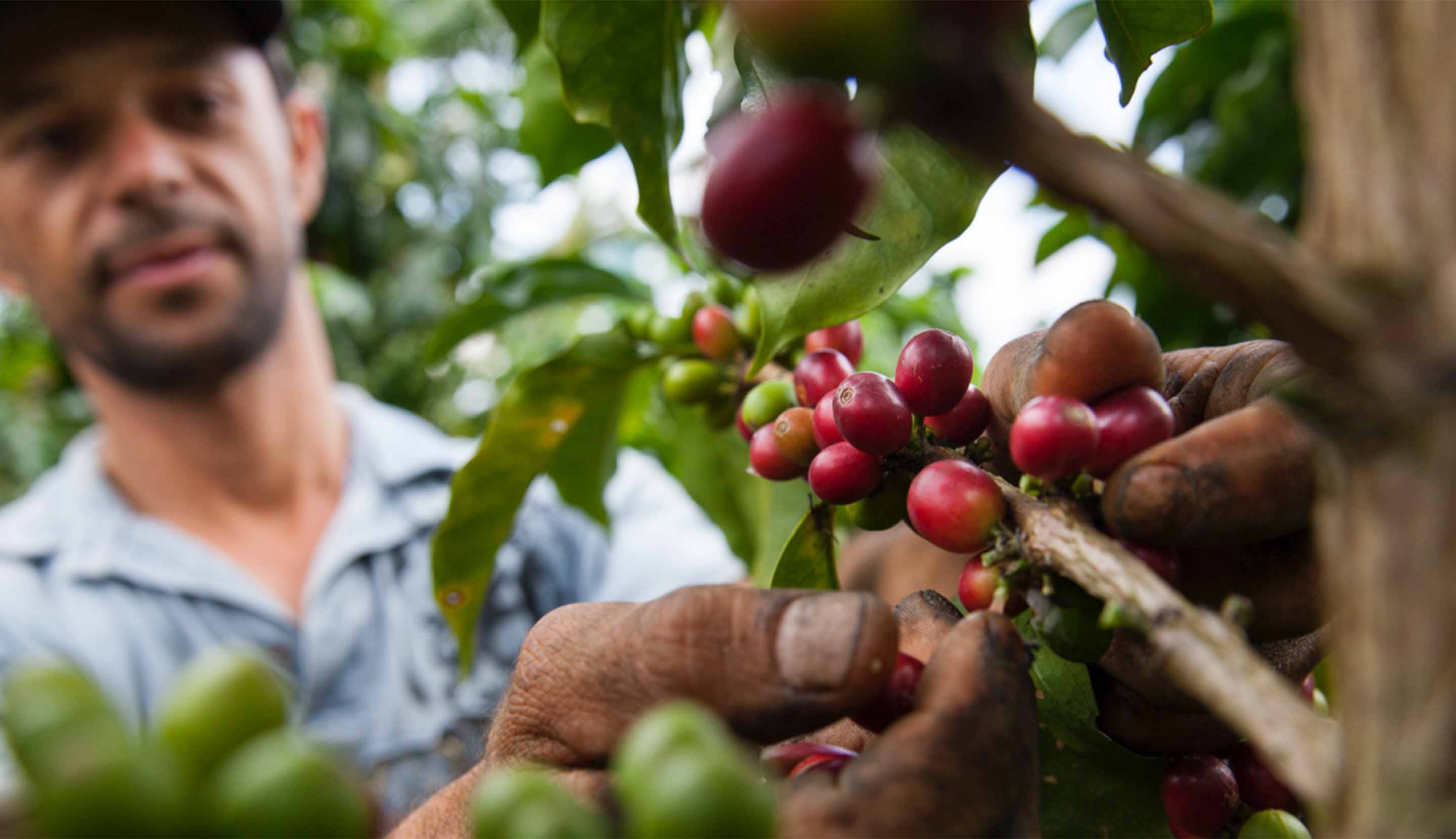 El Plan NESCAFÉ en acción