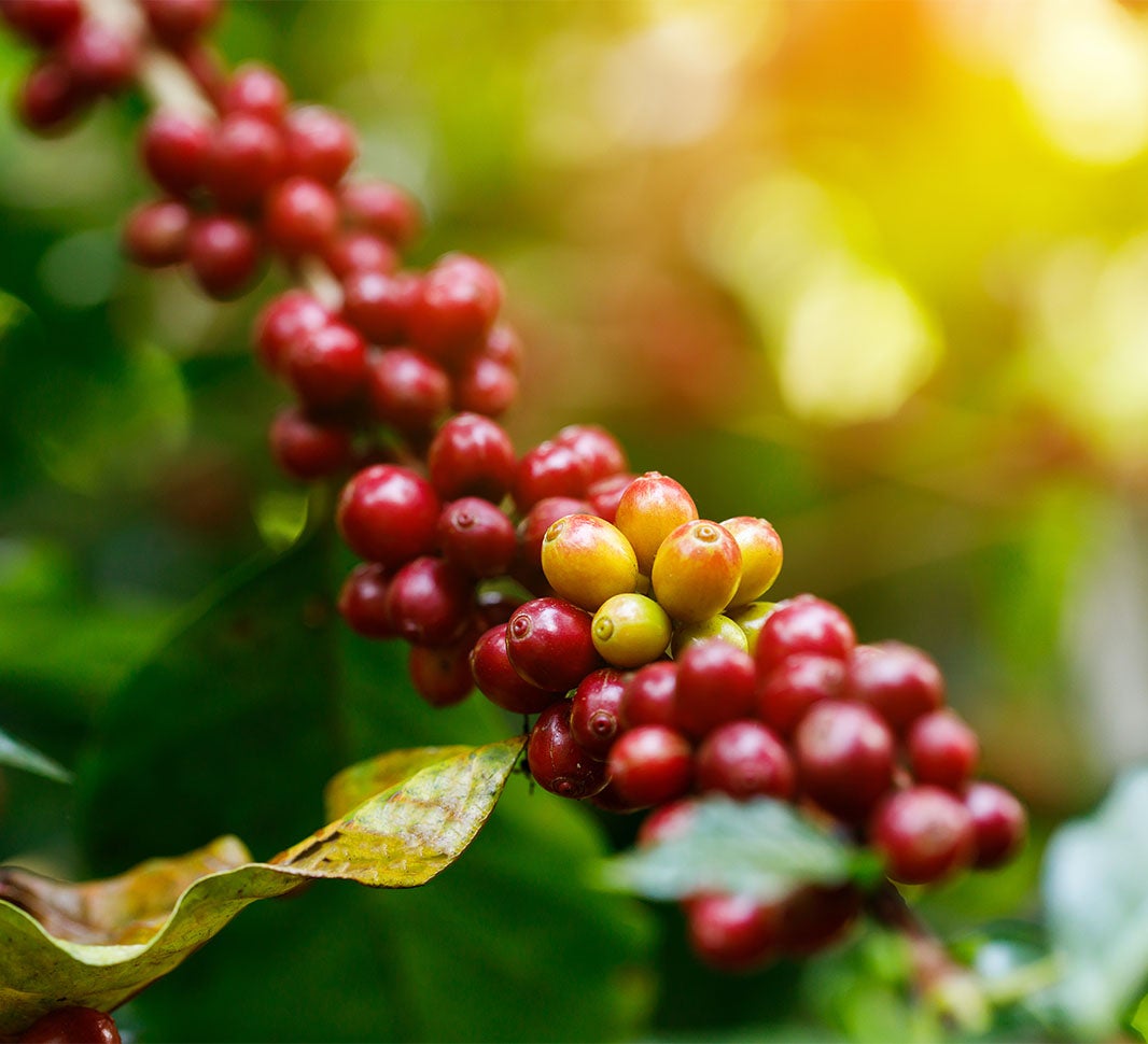 Granos de café