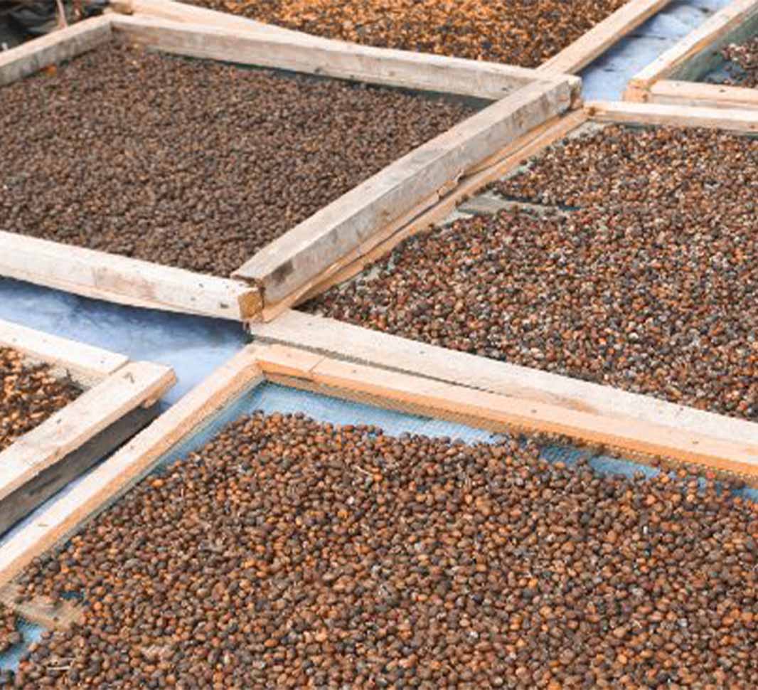 Proceso de tostado del café, etapa de pardeamiento
