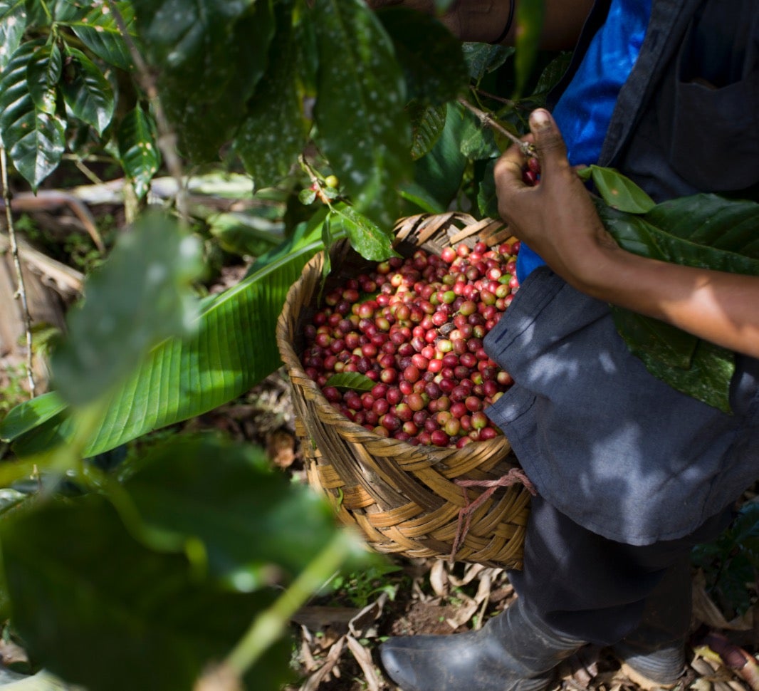 ¿Qué es un café mocha? | NESCAFÉ Ecuador