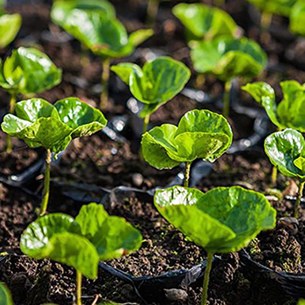 La solución está en el suelo