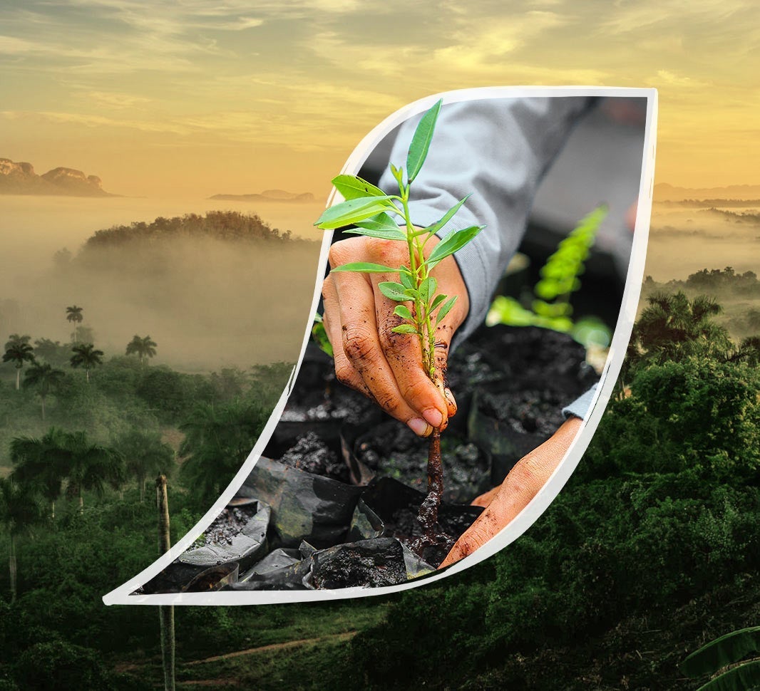 Hands planting a coffee tree
