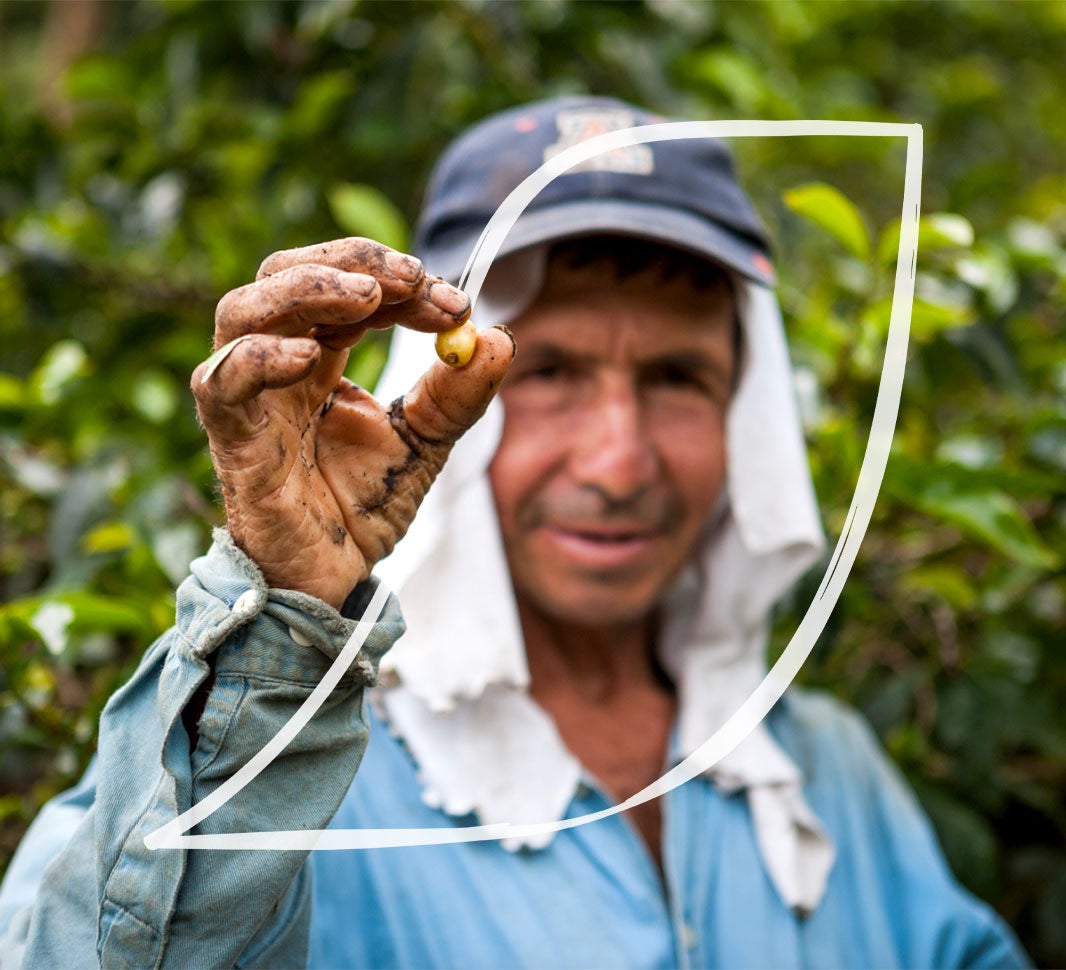 Farmer showing a coffee bean with his hand