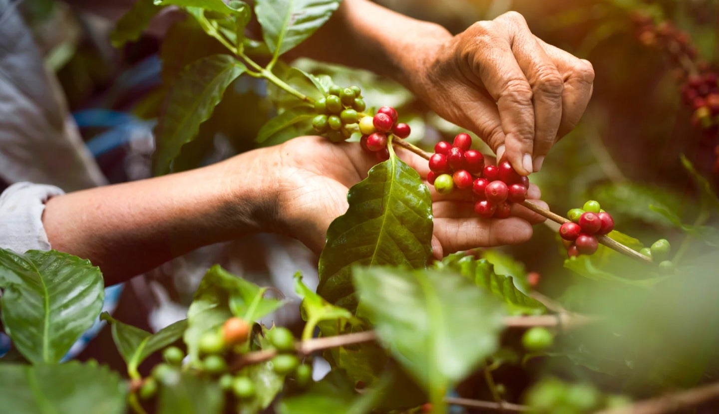 fakta menarik kopi kerinci