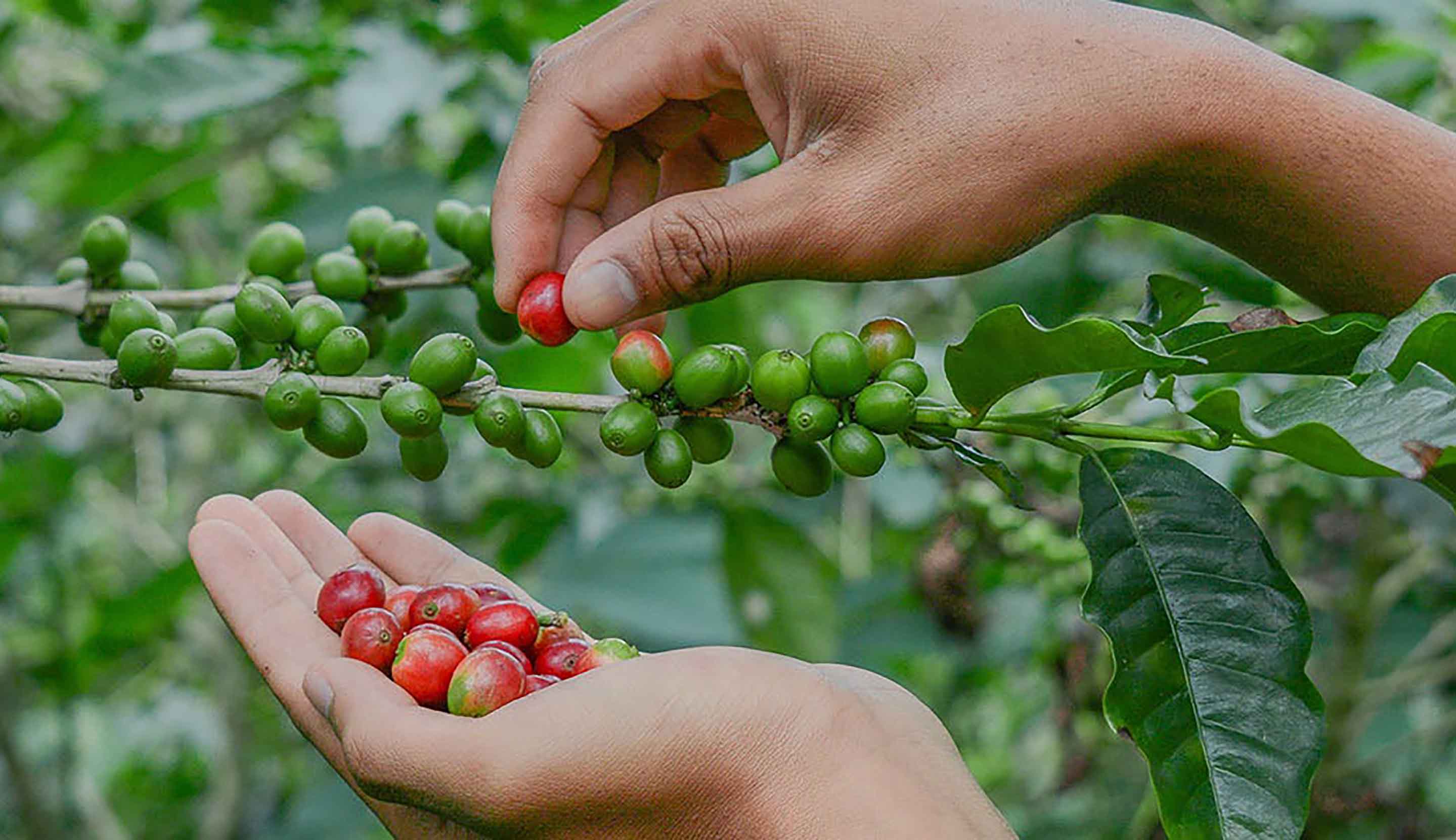 Types of Delicious & Refreshing Milk Coffee. Have you Tried It?