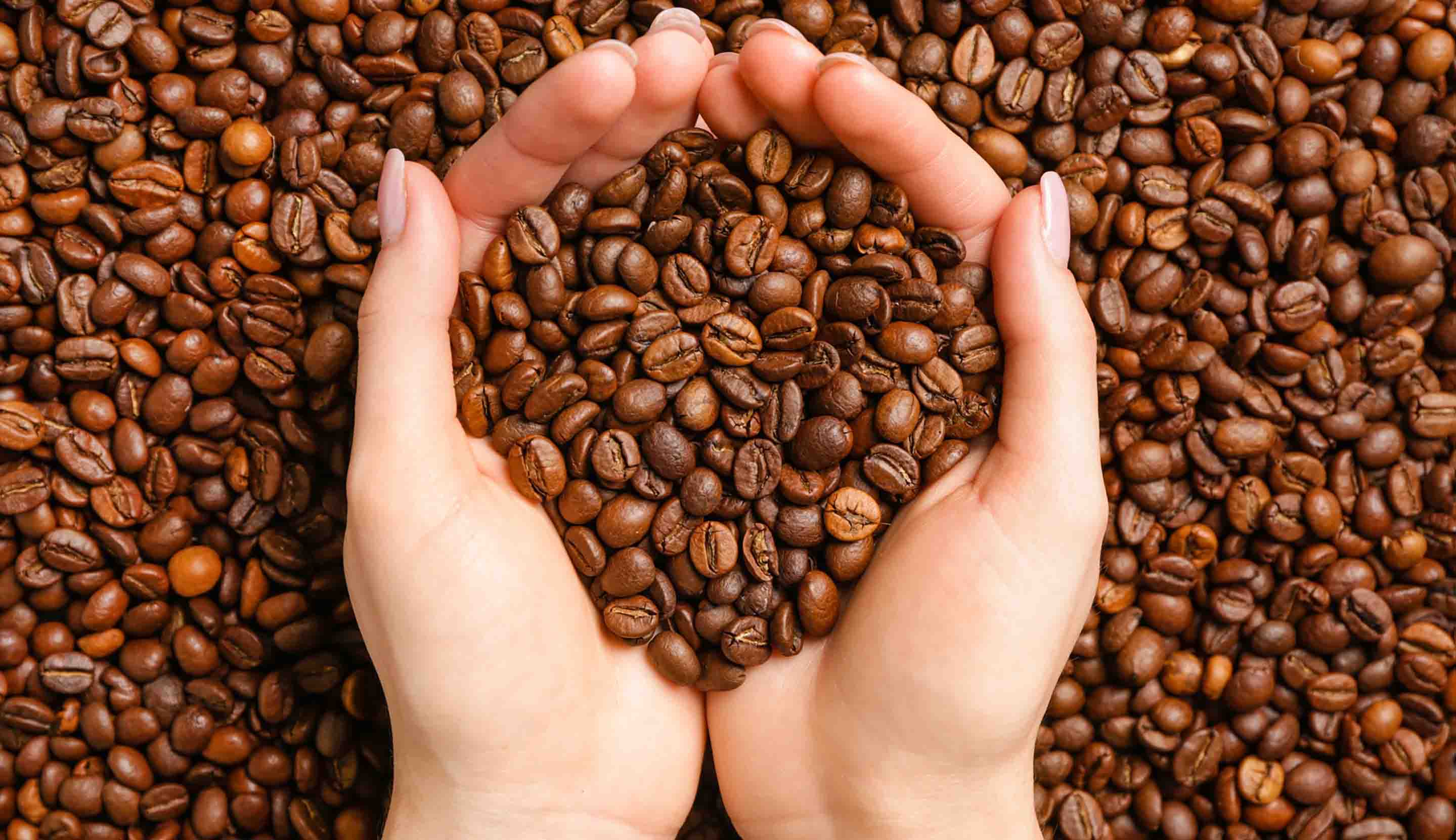 The Best Things About Premium Coffee You Should Know