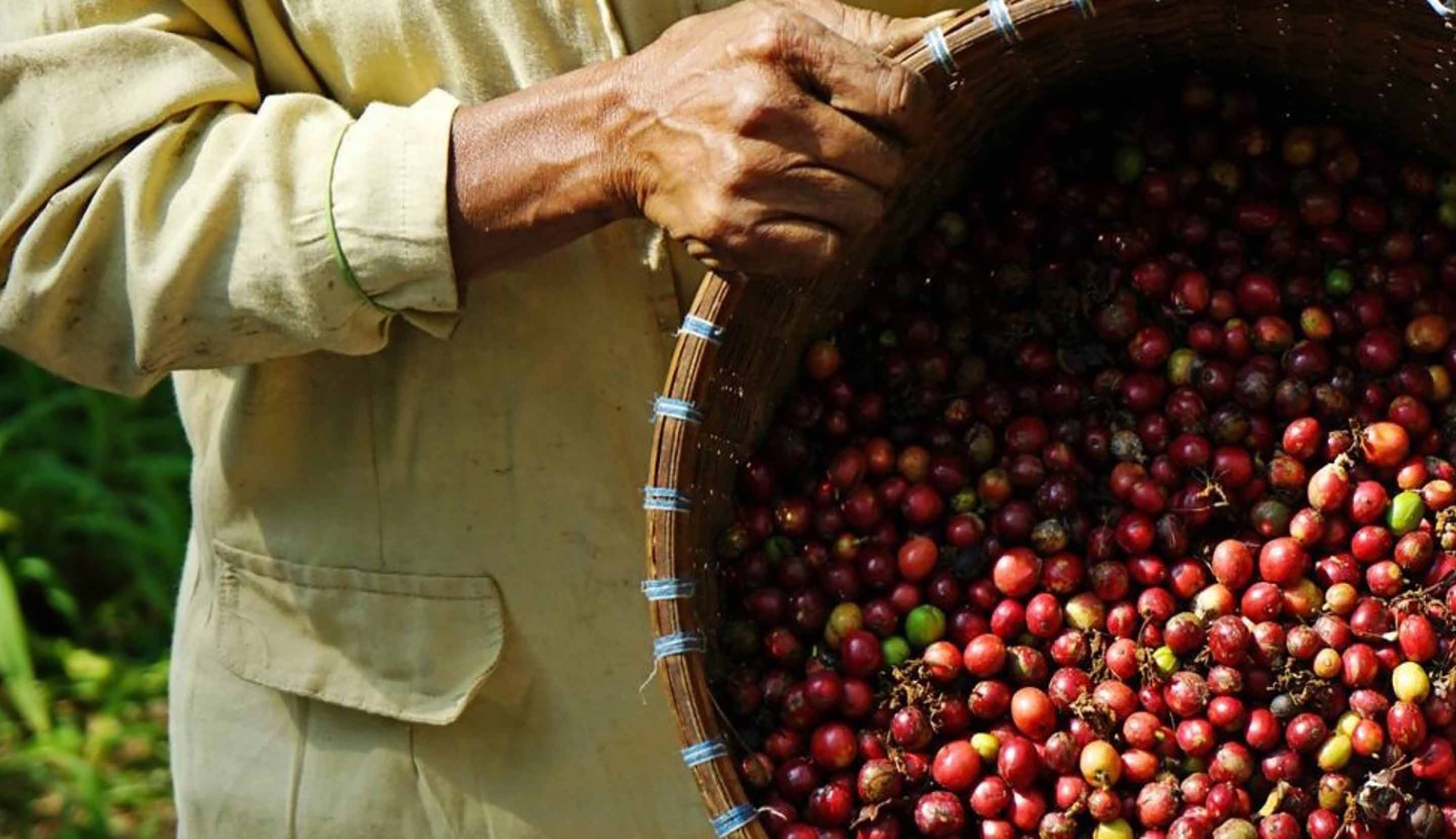 Interesting Facts About Robusta Coffee