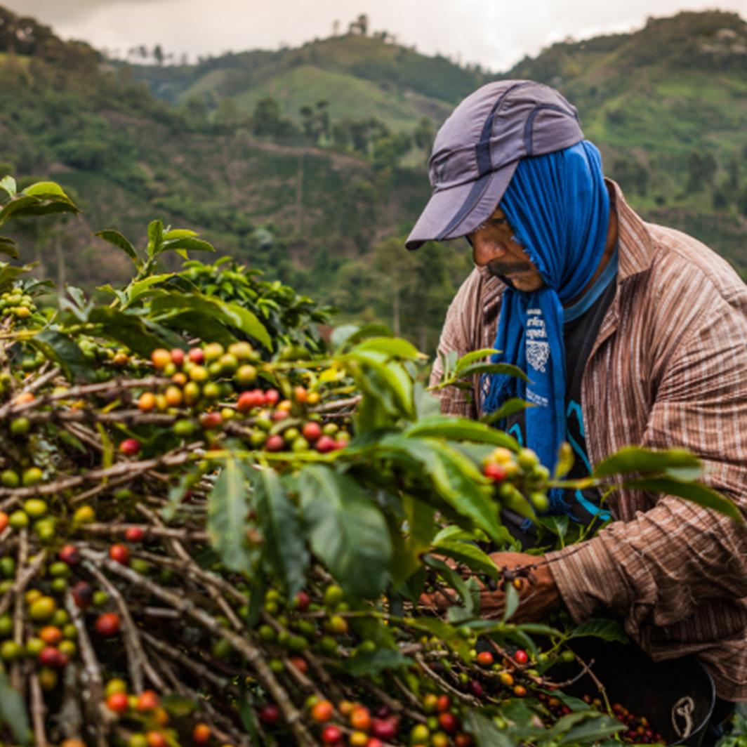 The origins of coffee