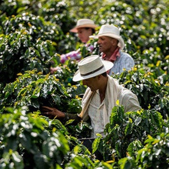 Farmers picking coffee cherries on a plantation