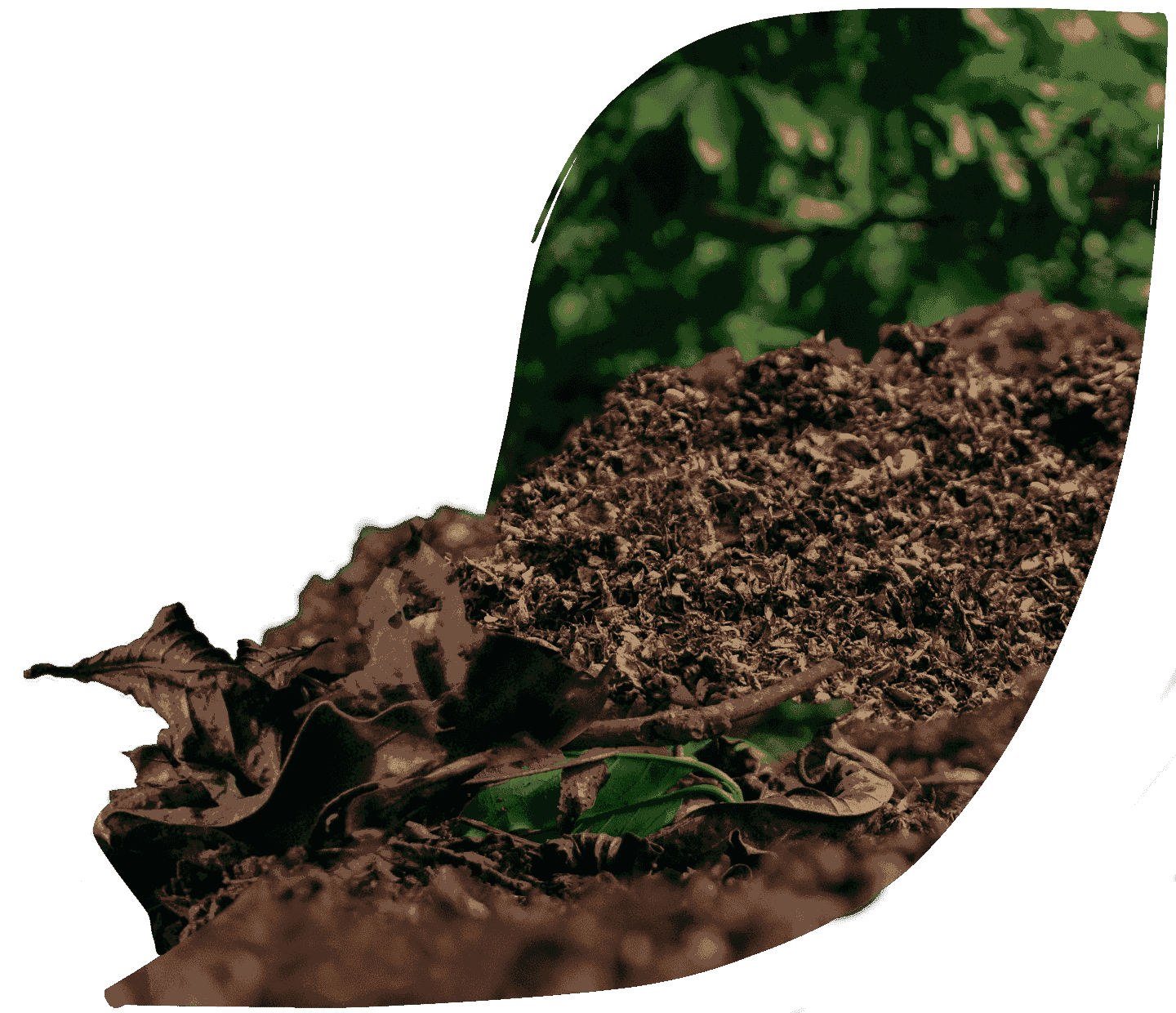 healthy soil and coffee