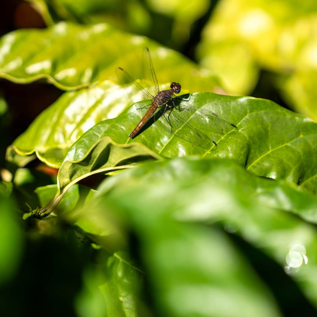 insect for coffee production