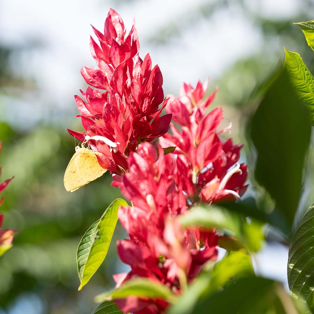 coffee production and biodiversity