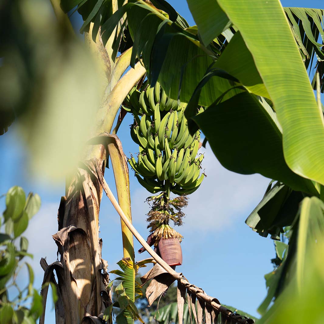 coffee production and biodiversity