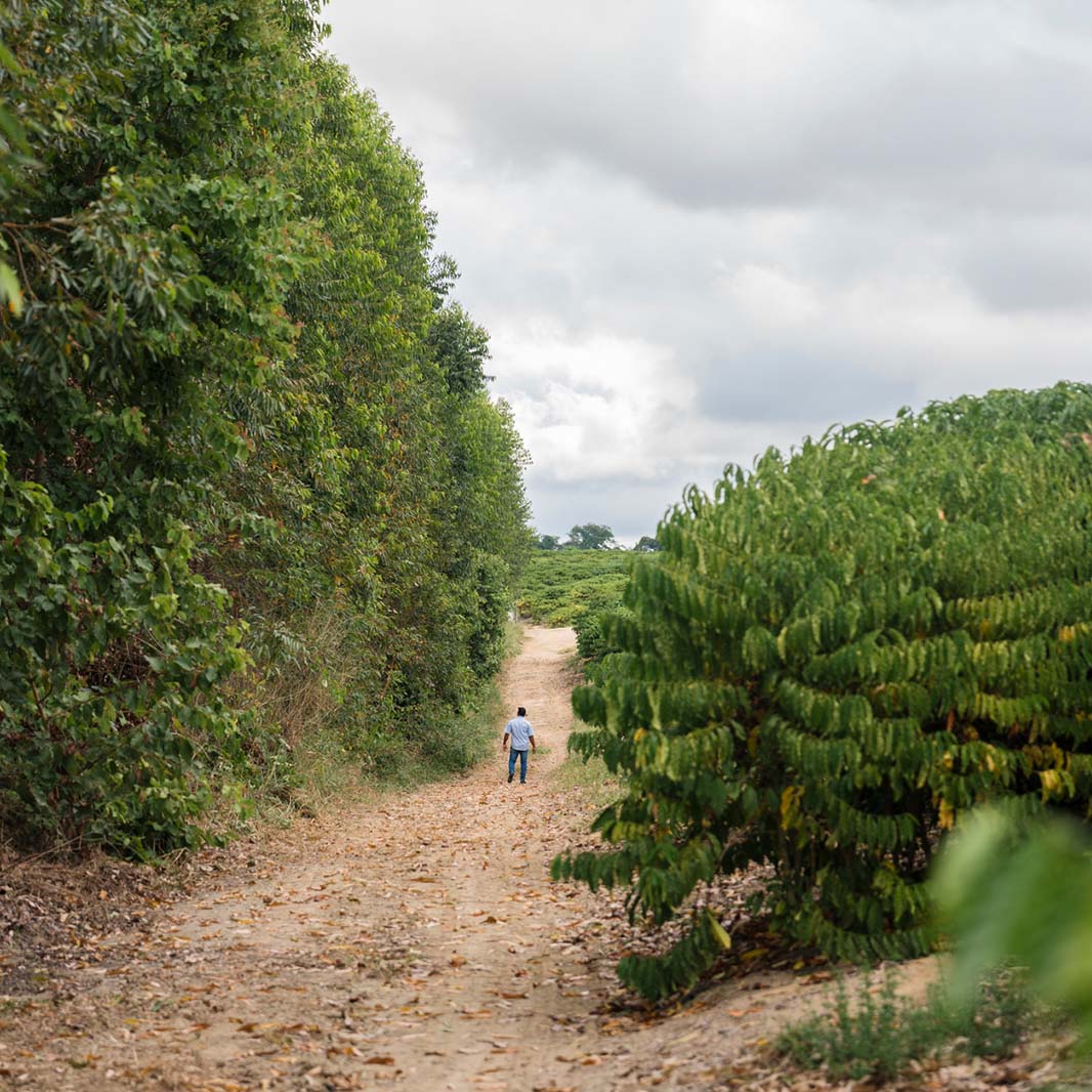 coffee estate