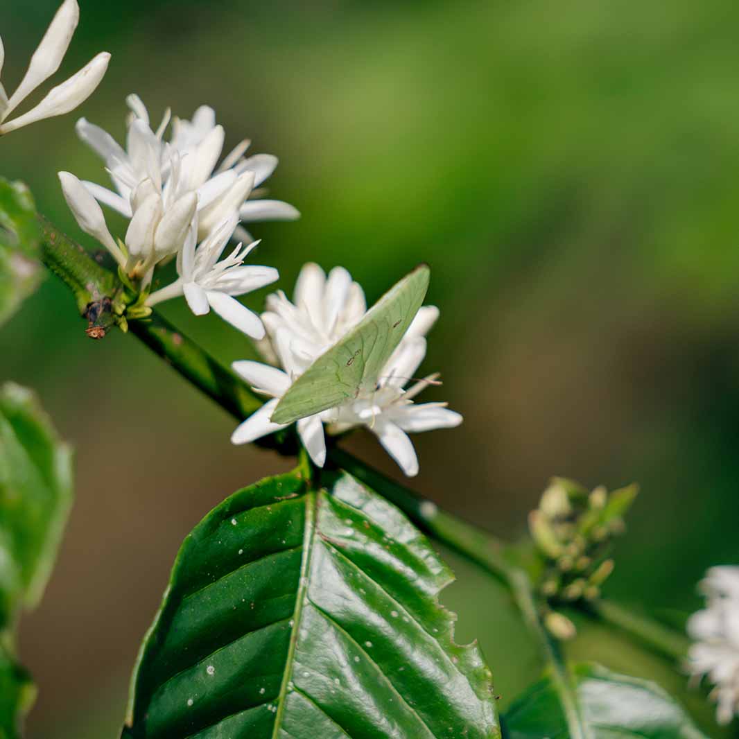 coffee flowers