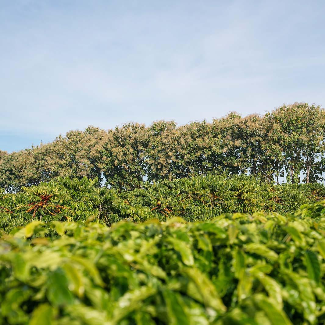 coffee fields