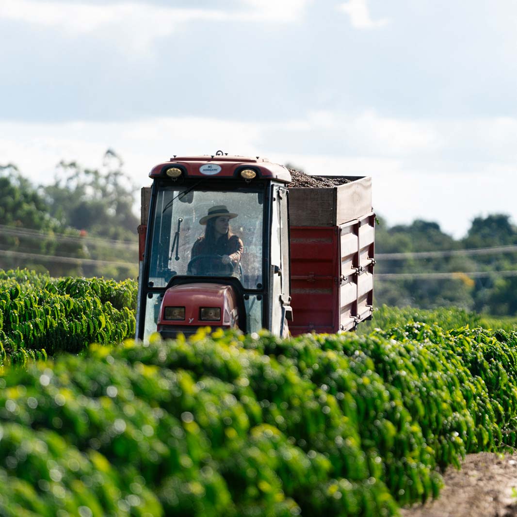 female farmer harvesting coffee