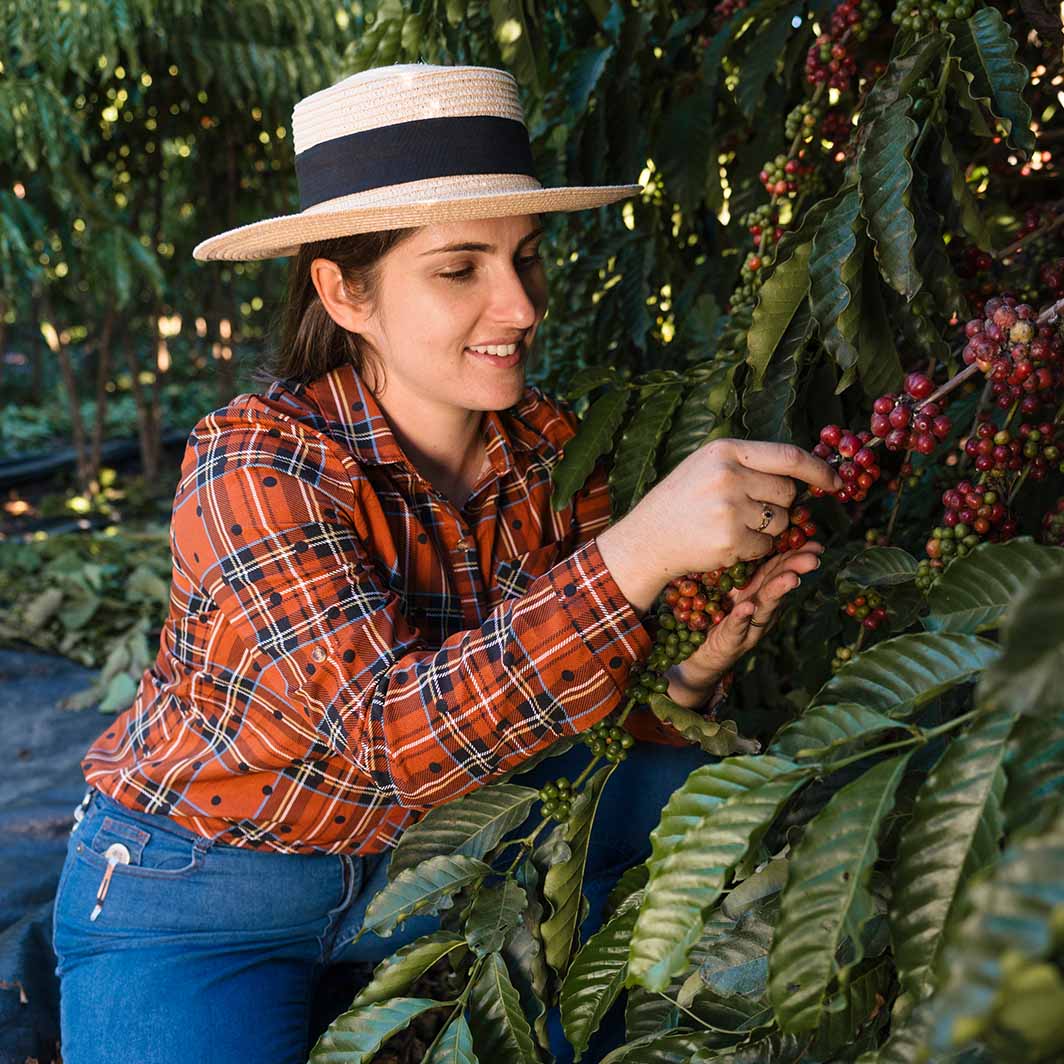 female farmer checking coffee beans