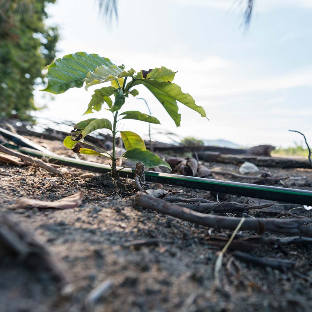 healthy soil for coffee