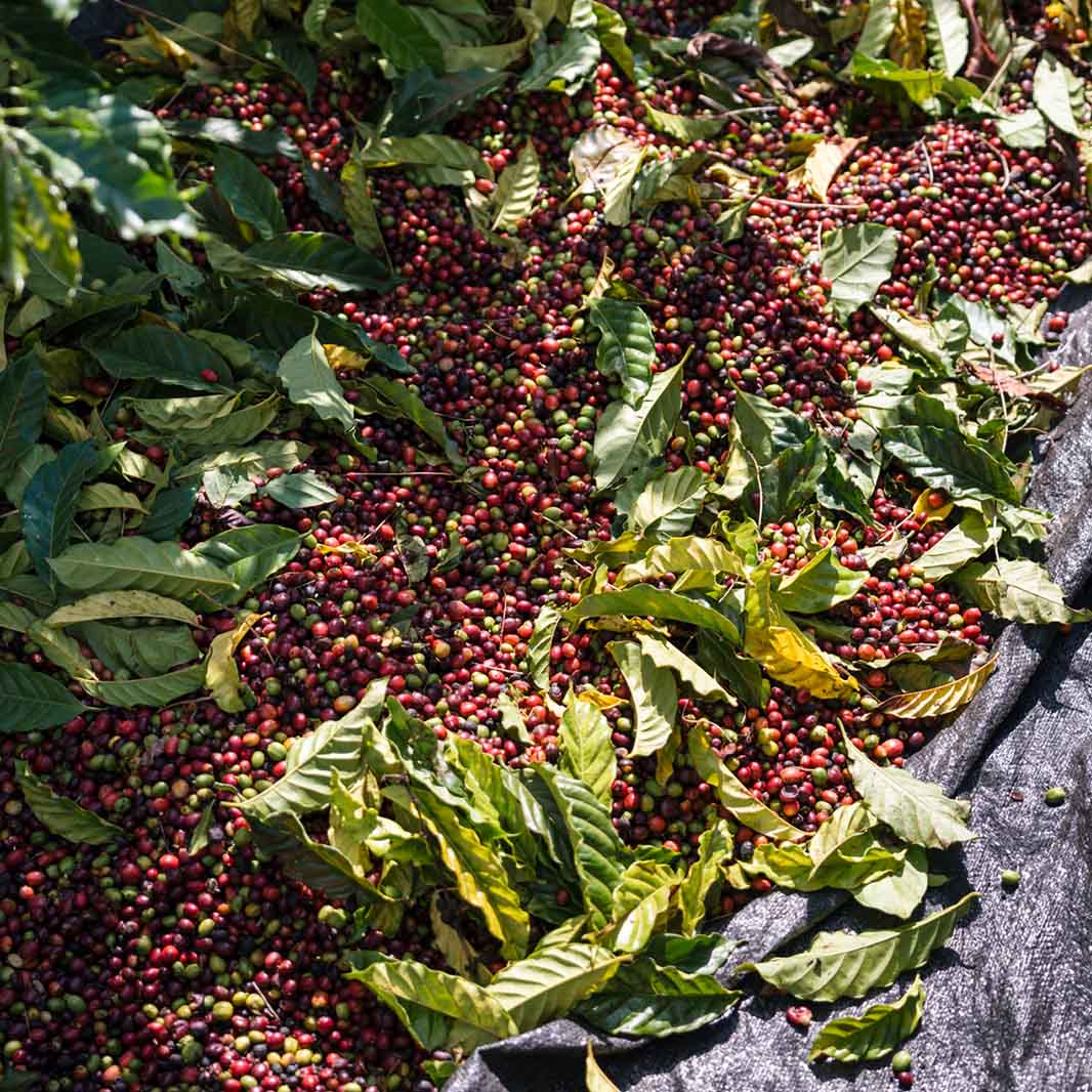 coffee harvest