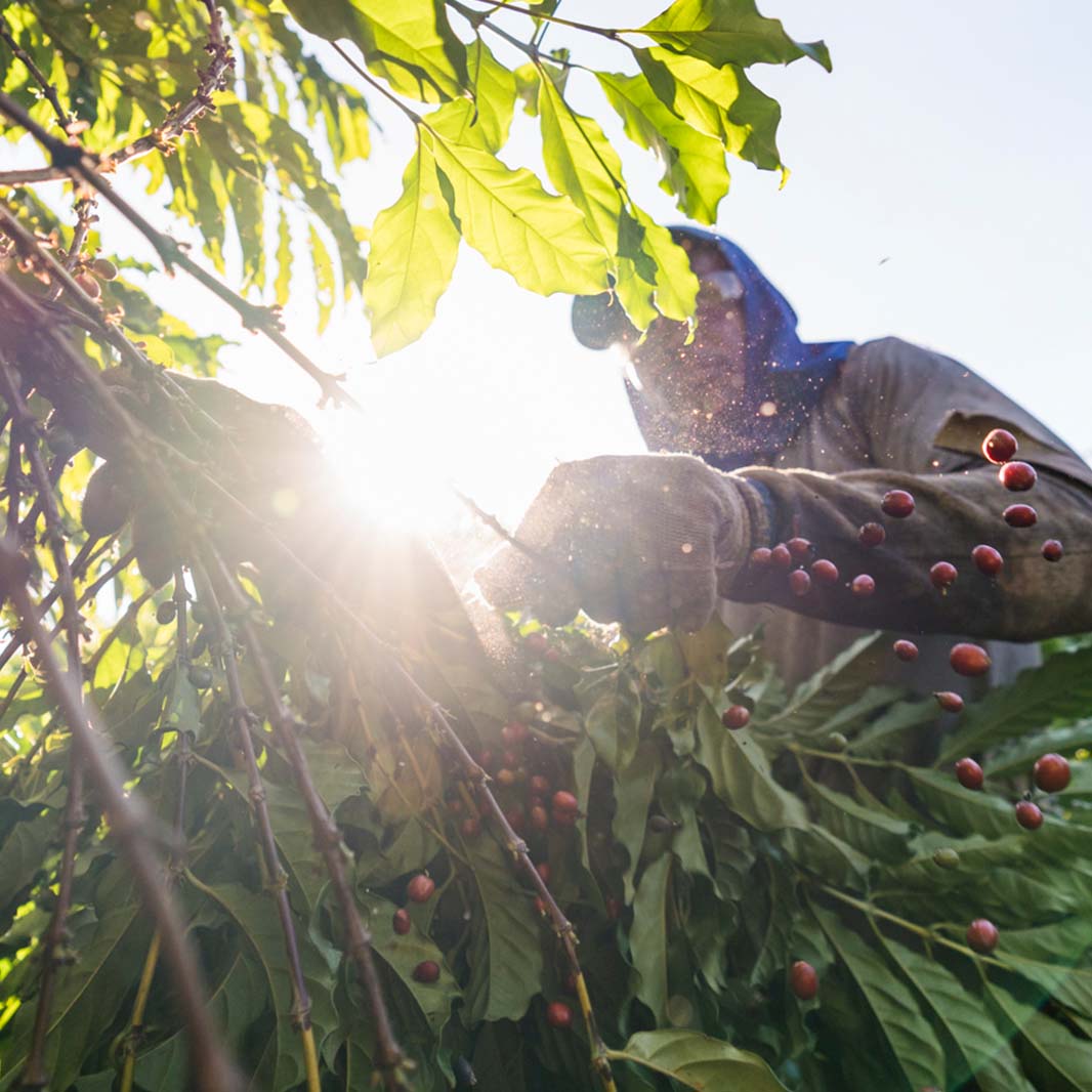 coffee harvest