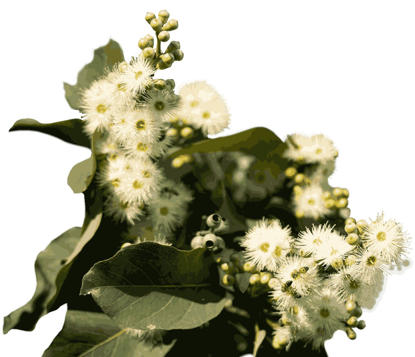 trees for windbreaks