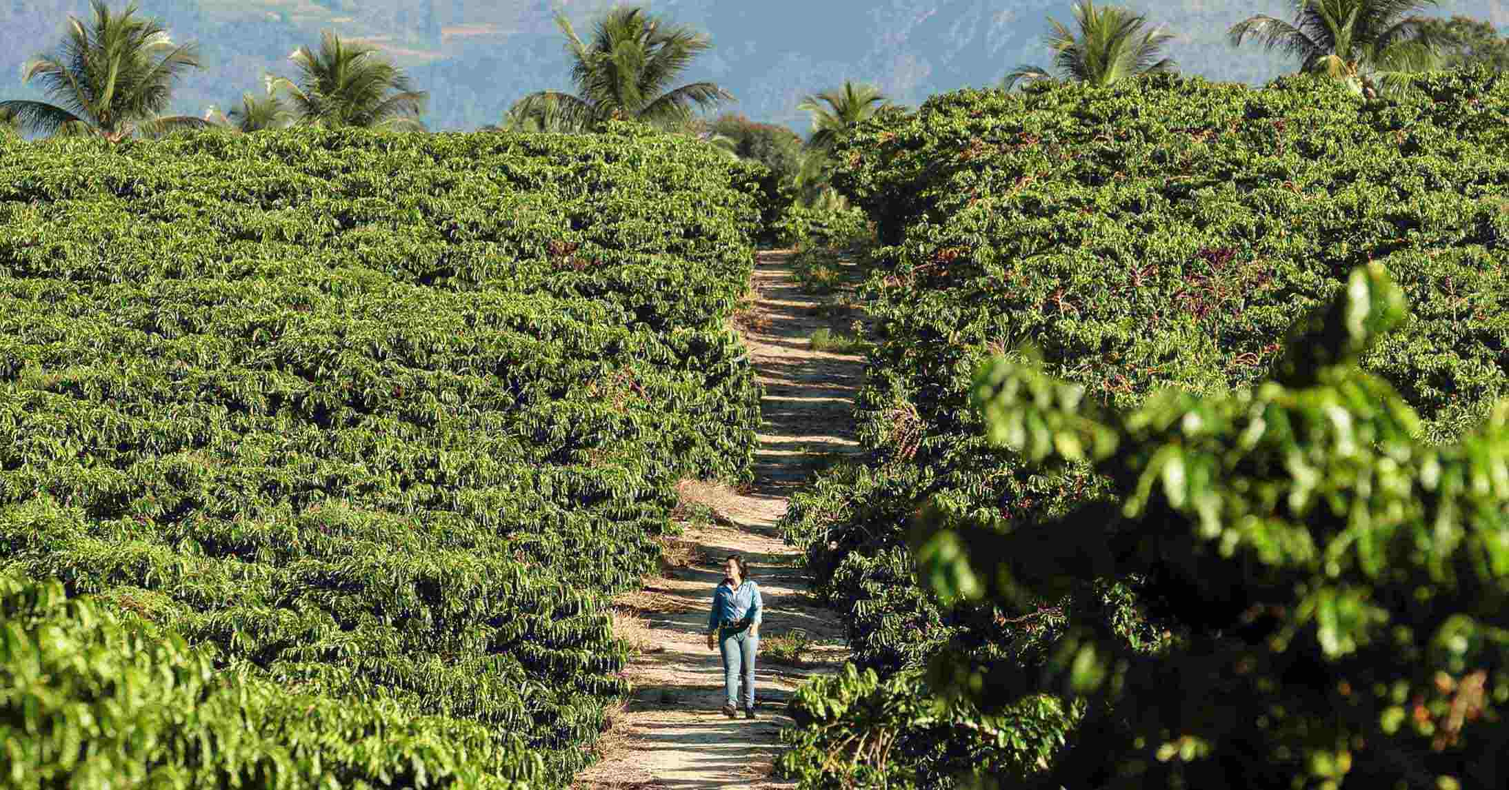 brazilian agronomist