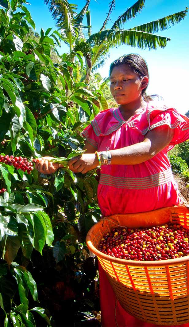 world beast coffee beans