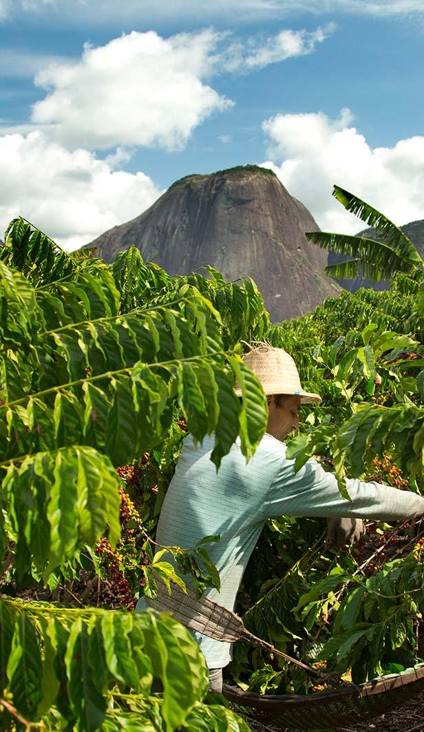 how is decaf coffee made