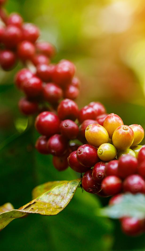 coffee roasting process