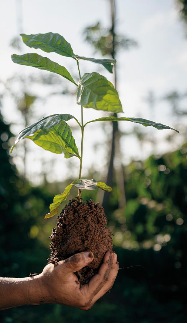 healthy soil for coffee