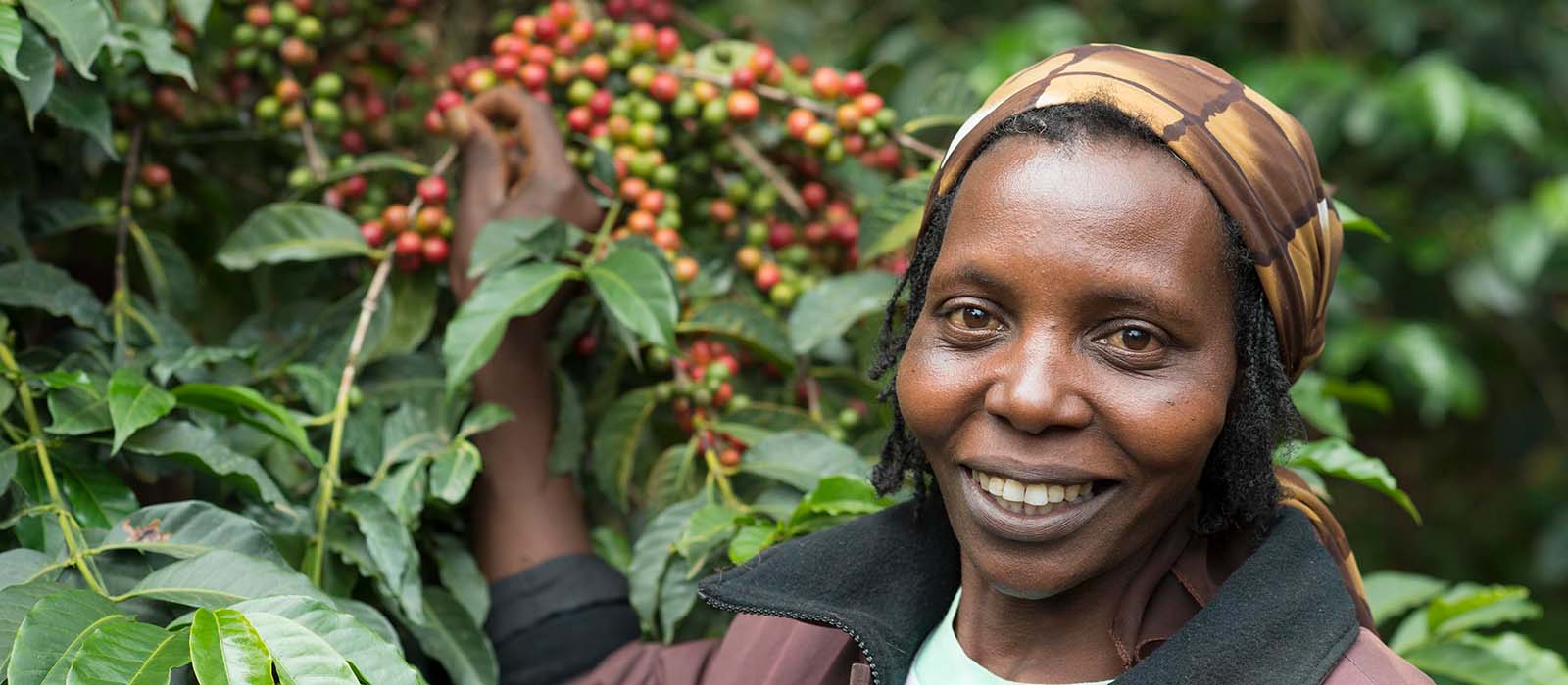 ไร่กาแฟแห่งอนาคต