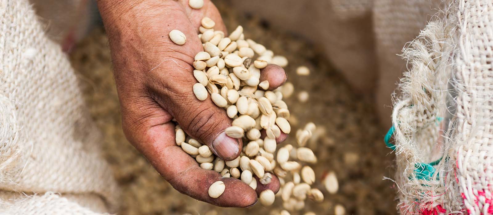 ความรับผิดชอบ คือวิถีของกาแฟยั่งยืน