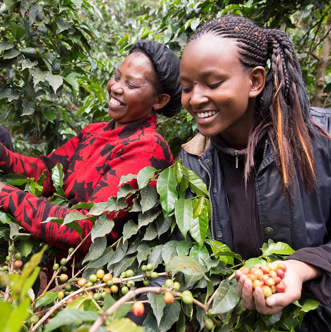 วิถีแห่งกาแฟที่ยั่งยืน นำความสำเร็จมาให้แบบคูณสอง