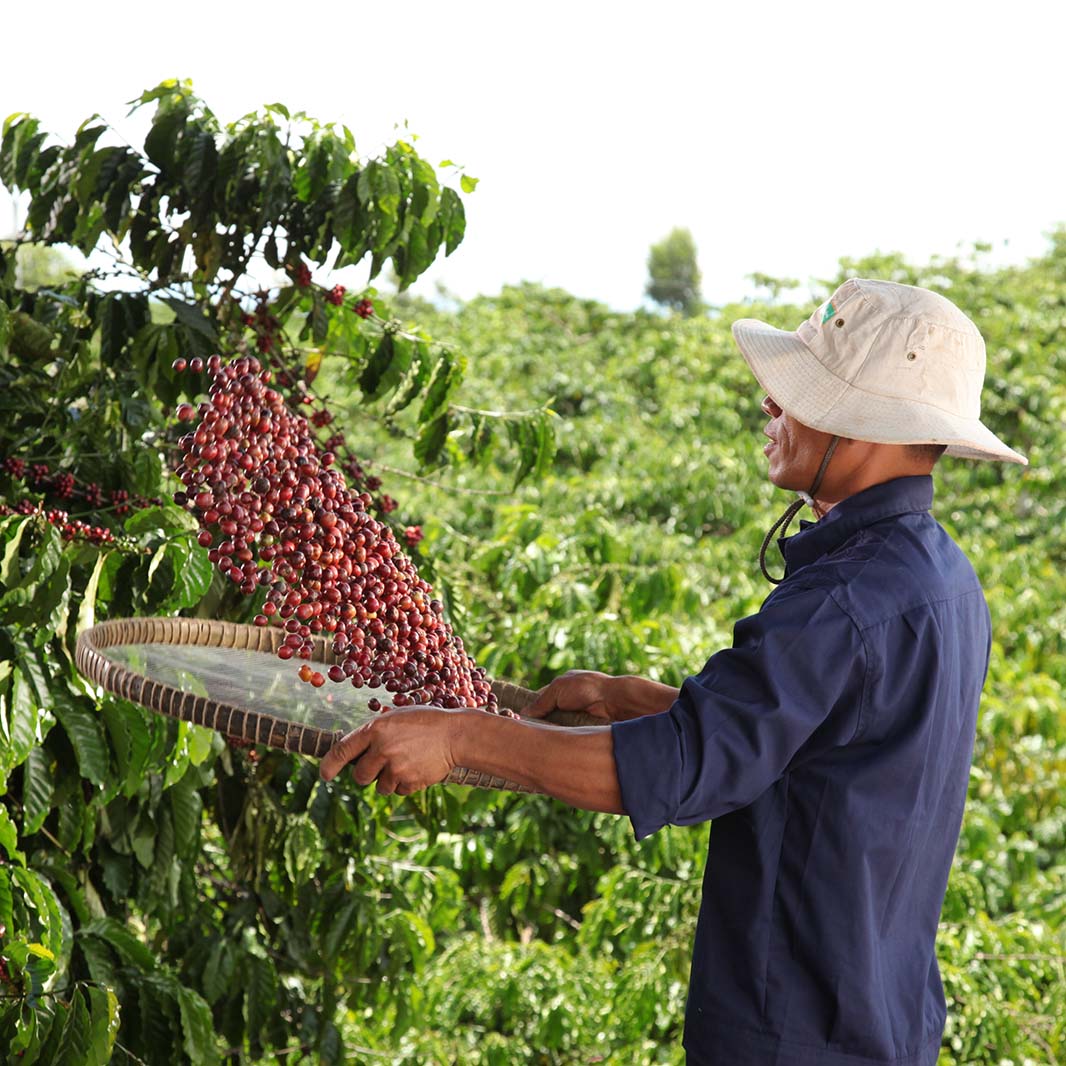 เส้นทางแห่งกาแฟยั่งยืนที่เราค้นพบ