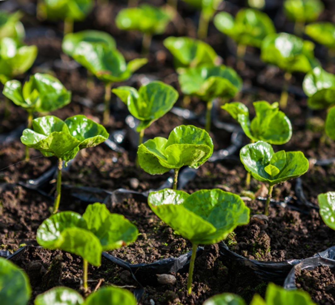 เชื่อมั่นในความเป็นมิตรกับสิ่งแวดล้อม