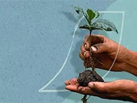 Hands holding a rooted coffee plant with the outline of the NESCAFÉ® logo around them on a blue surface.