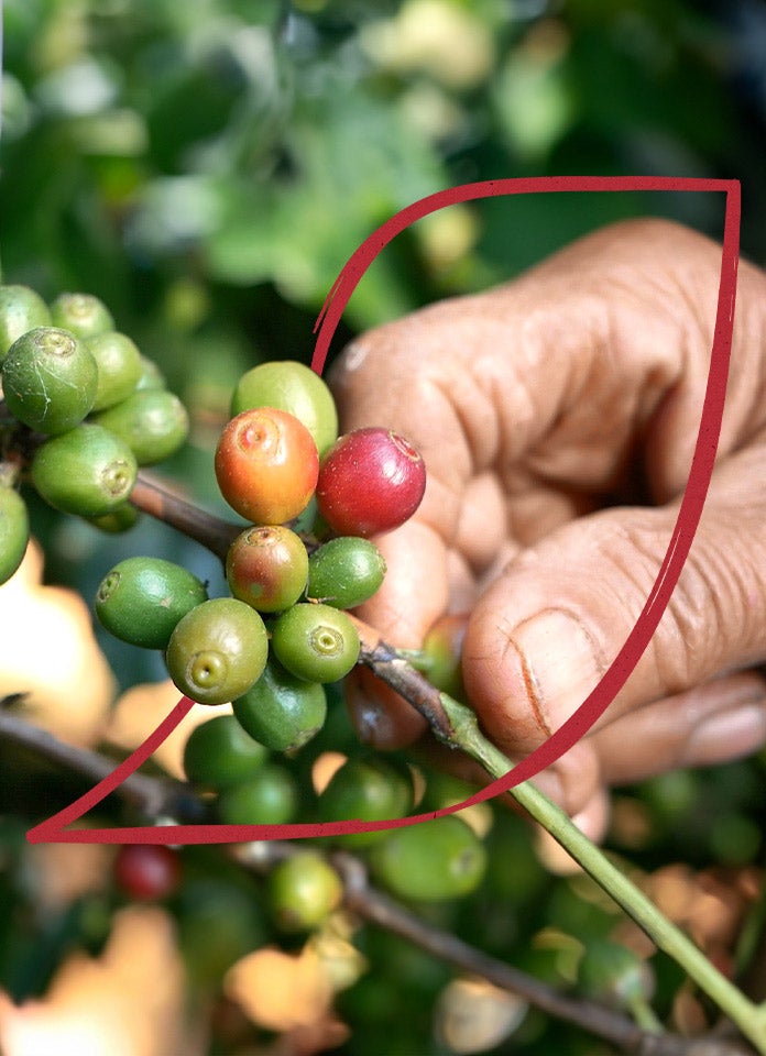 Các loại cà phê bản địa – Single Origin Coffee được ưa chuộng