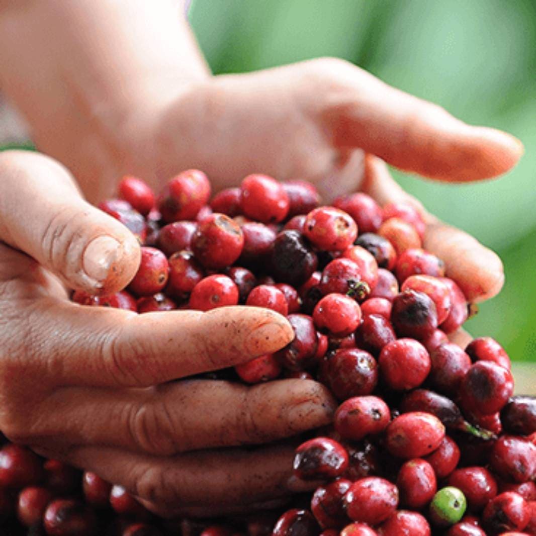 Gọi tên 4 loại cà phê Arabica phổ biến tại Việt Nam