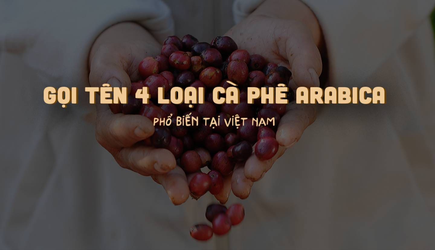 gọi tên 4 loại cà phê Arabica phổ biến tại Việt Nam